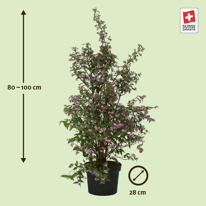 Produktbild Zulauf Deutzie / Deutzia hybrida 'Strawberry Field' (80 cm)