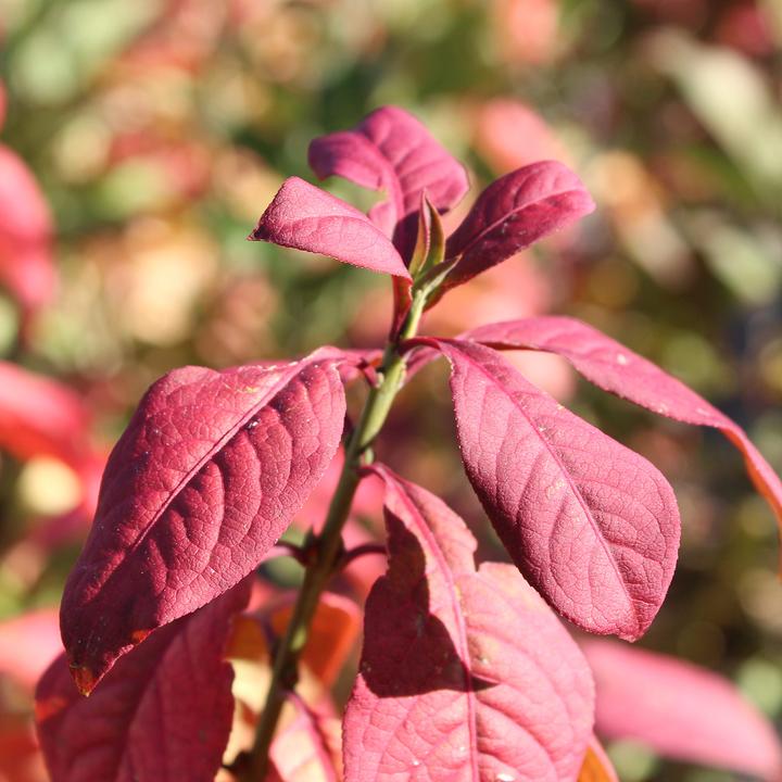 Actual product image Zulauf Rote Heckenkirsche / Lonicera xylosteum (100 cm)