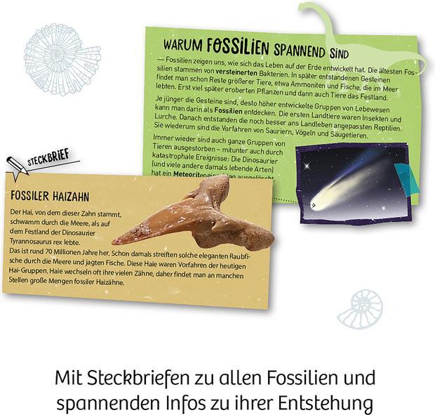 Actual product image Kosmos Fossils