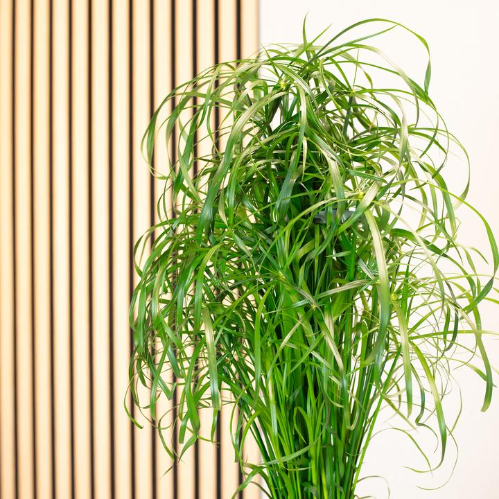 Produktbild Flowerbox Zyperngras - Cyperus alternifolius (60 cm)