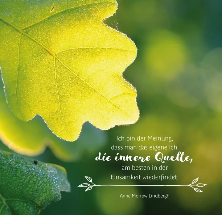 Produktbild Uralte Weisheiten der Bäume (Harter Einband, Deutsch)