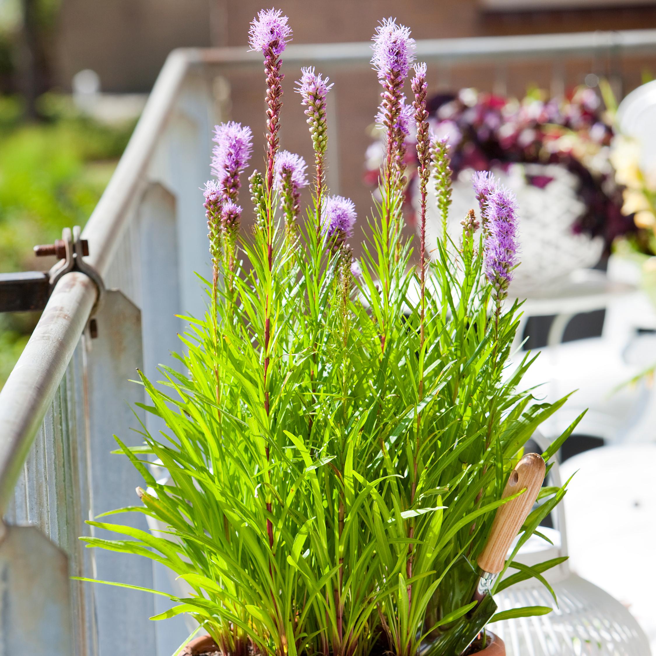 Thumbnail - Plant in a Box, Pflanzen, Liatris - 40er-Set (10 cm)