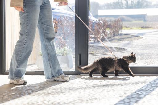 Produktbild Designed by Lotte Katzengeschirr Virante (L, Katze, Spazieren)