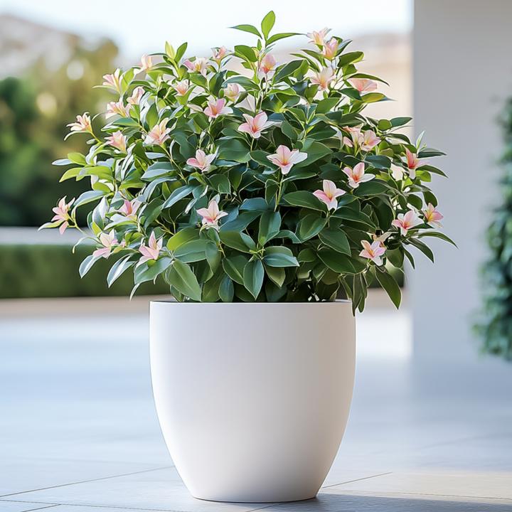 Produktbild Plant in a Box Jasminum x stephanense 'Starry Starry Summer Scent' - 3er-Set Jasmin (25 cm)