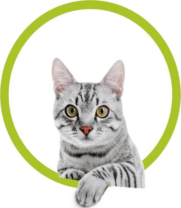 Actual product image MediaShop Flippity Fish (Catmint toy)