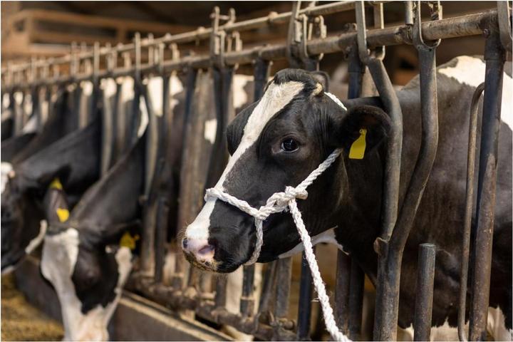 Image du produit Kerbl Licol en corde