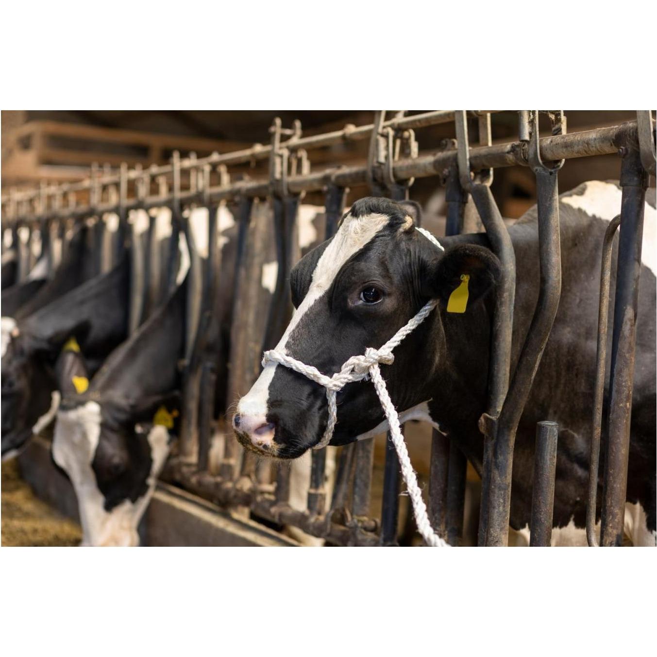 Kerbl Strickhalfter (29556)