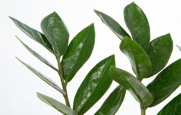 Image du produit VEG and the City Mandia (plume porte-bonheur Zamioculcas zamiofolia) (45 cm)