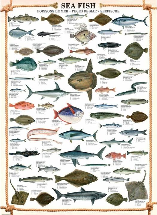 Immagine prodotto Eurographics Pesce di mare (1000 pezzi)