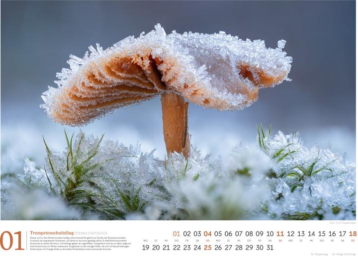 Actual product image Pilze Kalender 2026
