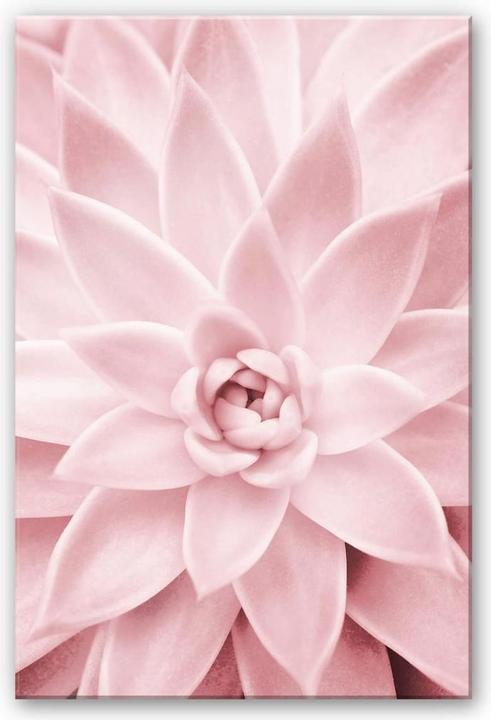 Image du produit Trenddeko Succulente rose (100 x 150 cm)