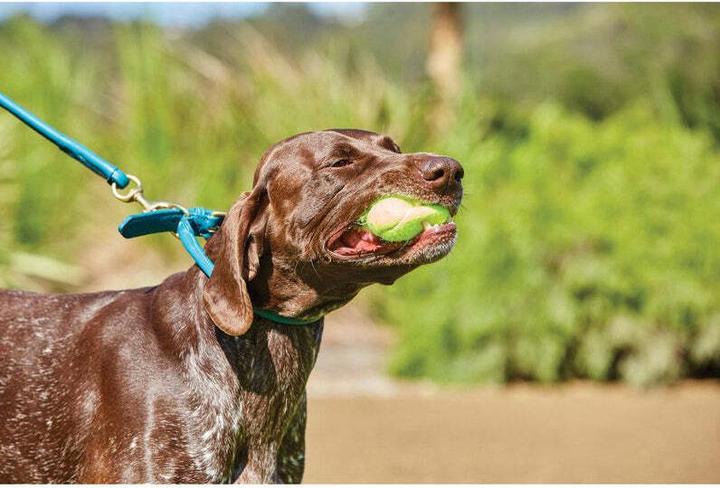 Produktbild Weatherbeeta Hundehalsband aus gerolltem Leder (S, Hund, Spazieren)