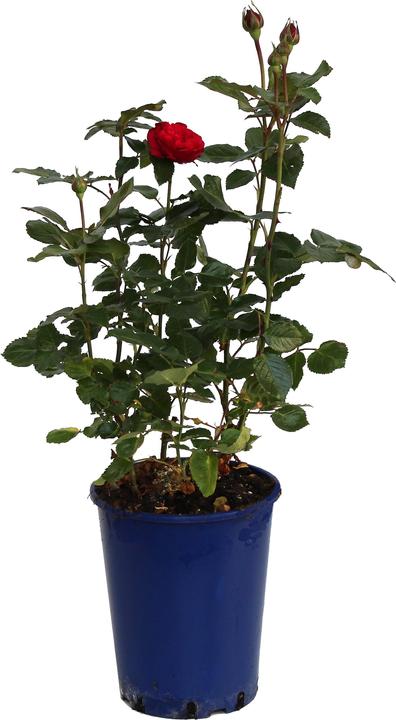 Actual product image Zulauf Nostalgie rose (40 cm)