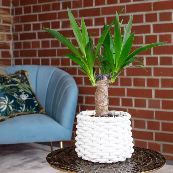 Image du produit Flowerbox Palm Lily - Yucca Elephantipes Palm (45 cm)