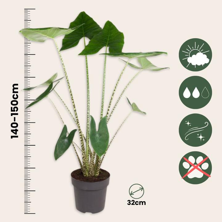 Produktbild Plant in a Box Alocasia zebrina - Alokasie (150 cm)