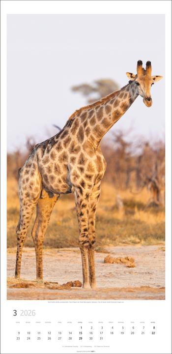 Produktbild Giraffen Kalender 2026 (33 x 68 cm)