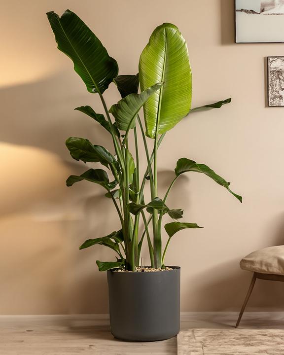 Actual product image feey Lumi (34.50 cm)