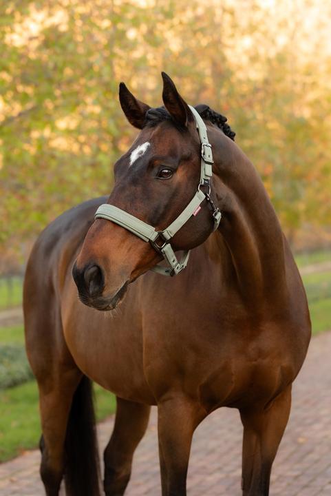 Immagine prodotto LeMieux Finesse