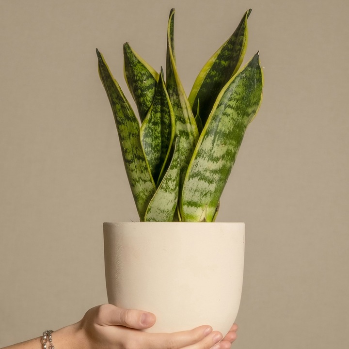 Produktbild Plant in a Box Sansevieria trifasciata 'Futura Superba' - 3er Set Bogenhanf (35 cm)