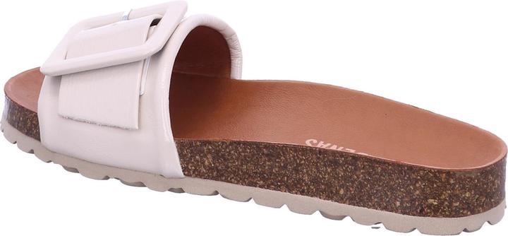 Immagine prodotto Verbenas Reiko (41)