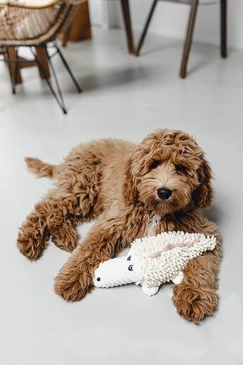 Immagine prodotto Beeztees Pantalone coccodrillo (Cane di peluche)