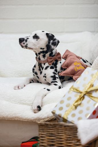 Produktbild Designed by Lotte Weihnachtshundespielzeug Weihnachtsbaum aus Samt (Kauspielzeug Hund)