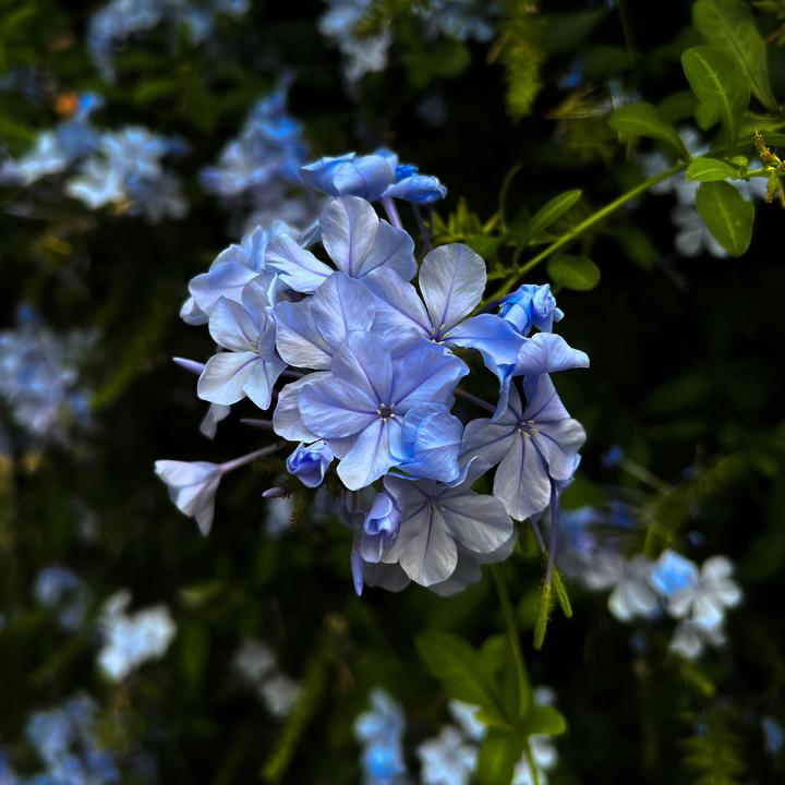 Immagine prodotto Plant in a Box Plumbago auriculata - Set di 3 esemplari Maschio Fedele (25 cm)