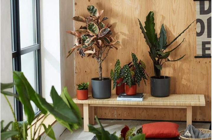 Produktbild Elho b.for soft (16 x 15 cm)