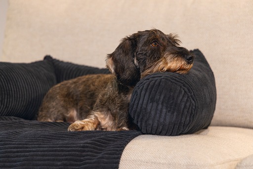 Productafbeelding Designed by Lotte Geribbeld (Hond)