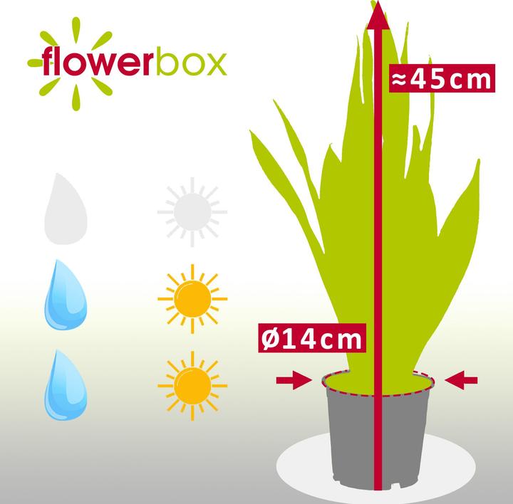 Produktbild Flowerbox Bogenhanf - Sansevieria trifasciata Laurentii (45 cm)