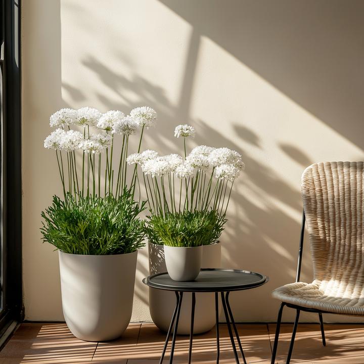 Actual product image Plant in a Box Armeria maritima Deep White - Set of 3 roses (20 cm)