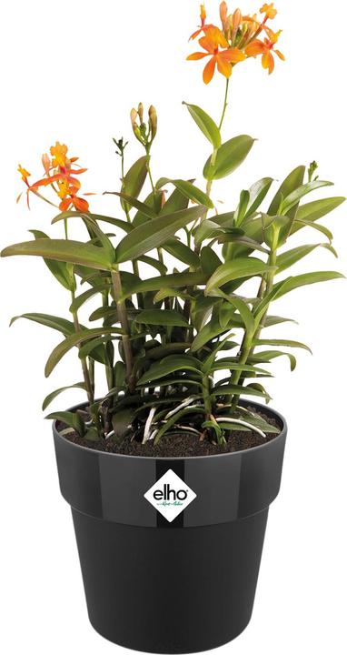 Produktbild Elho B.for Original (30 x 27.30 cm)