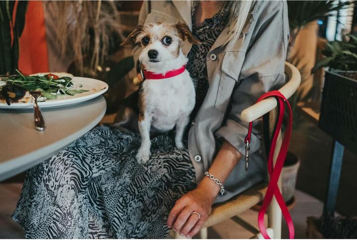 Produktbild Hunter Convenience 60 dog collar (L, Hund)