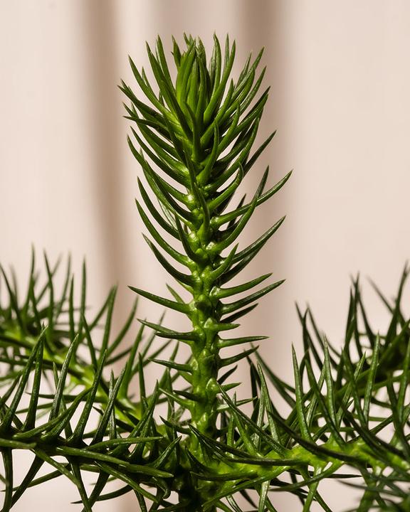 Actual product image feey Zimmertanne (40 cm, Animal friendly, Freshly repotted)