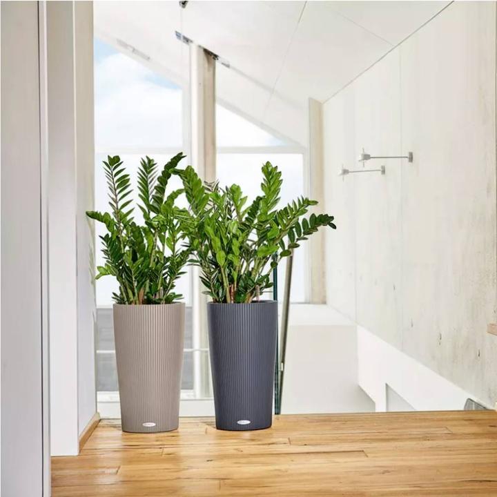 Actual product image Lechuza Cilinro Color 23 (23 cm)