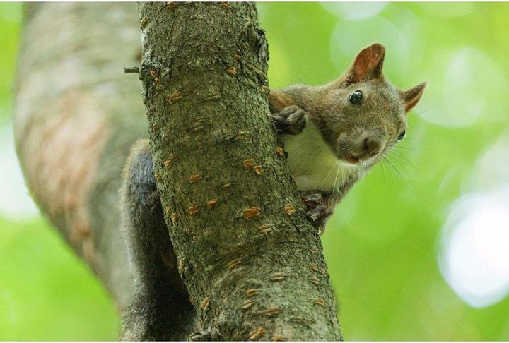 Produktbild Panasonic Lumix S 100-500mm F5-7.1 (L-Mount, Vollformat)