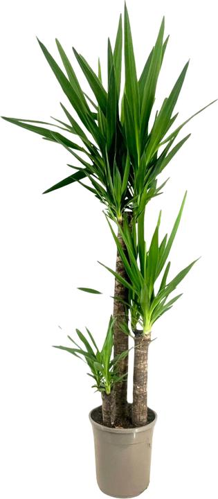 Plant in a Box Yucca elephantipes - Palmlilie (130 cm)