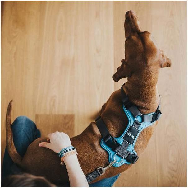 Productafbeelding Hunter Divo servies (L, Hond, Algemeen)