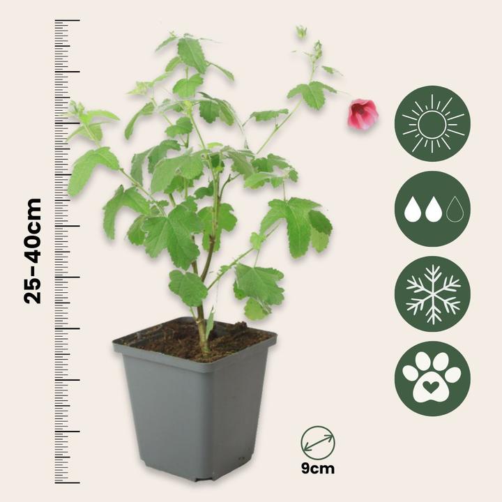 Produktbild Plant in a Box Anisodontea capensis 'El Rayo' - 3er-Set Kapmalve (25 cm)