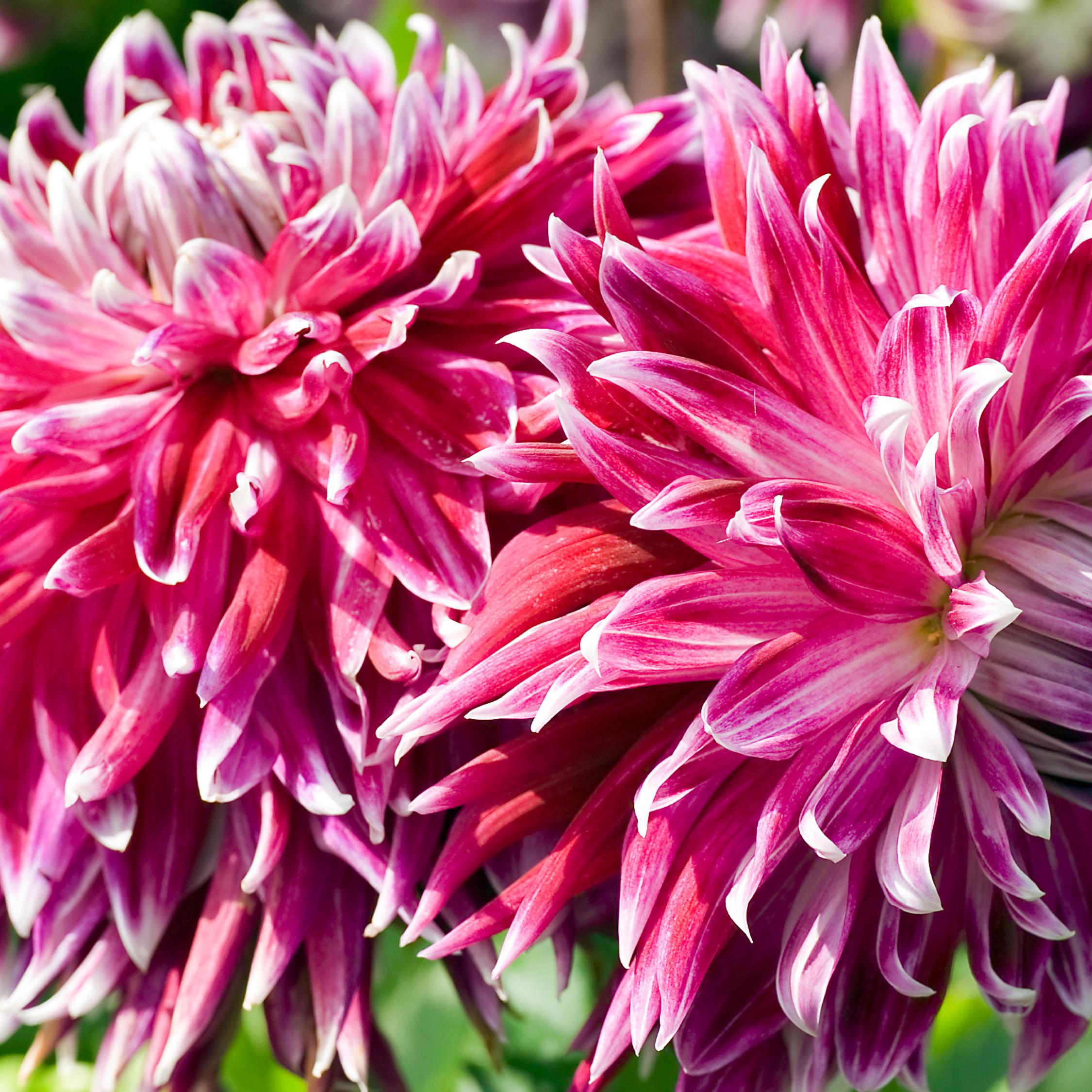 Thumbnail - Plant in a Box, Pflanzen, Dahlia Vancouver - 3er Set Dahlien (10 cm)