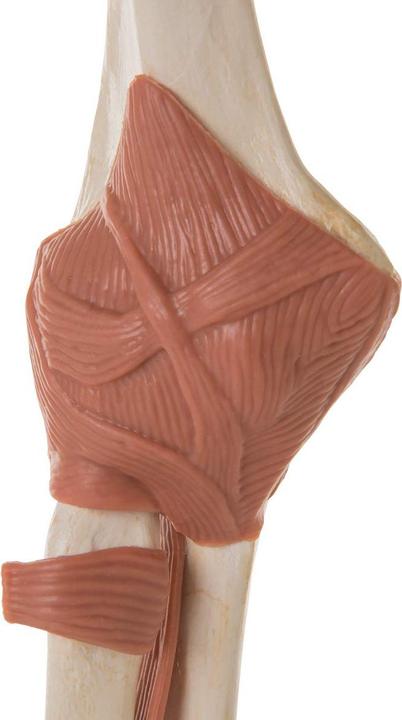 Immagine prodotto 3B Scientific Ellenbogengelenk-Funktionsmodell