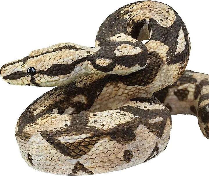 Produktbild Safari Boa Constrictor