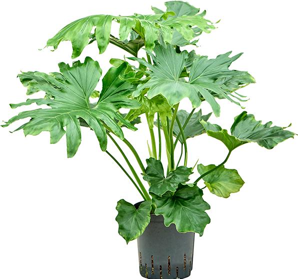 Produktbild Mahaloplants Philodendron Selloum (75 cm)