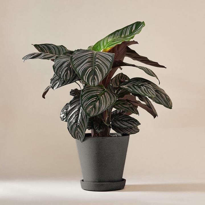 Produktbild Mary and Plants Calathea Ornata Sanderiana mit HAY Topf in Schwarz (75 cm)