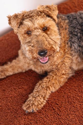 Produktbild Designed by Lotte Liegekissen Ribbed (Hund)