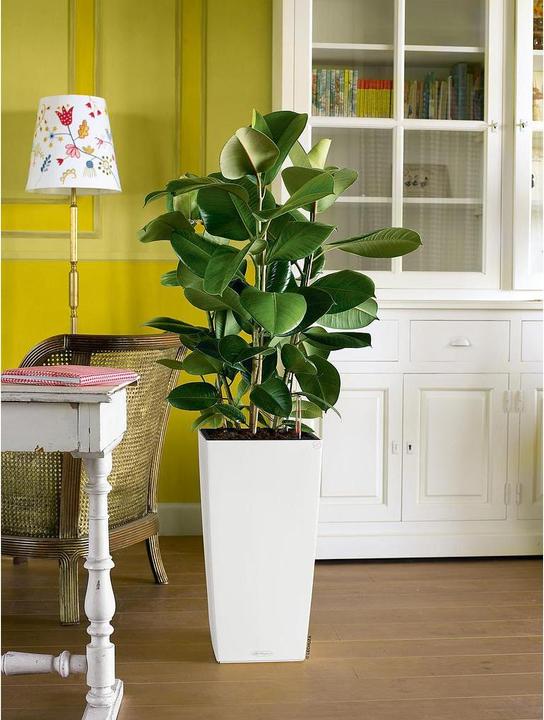 Actual product image Lechuza Cubico Color (39.50 cm)