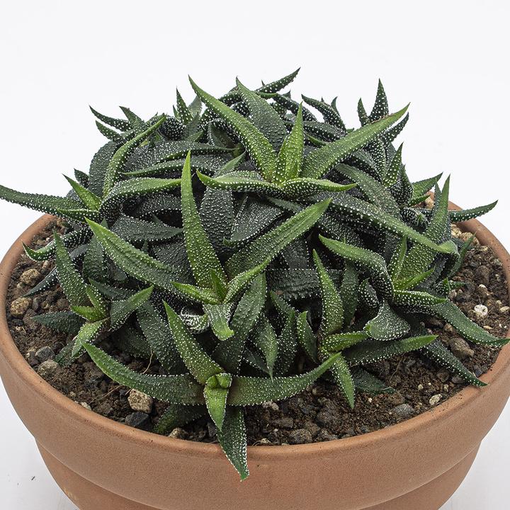 Produktbild Kakteen Gautschi Haworthia enon (15 cm)