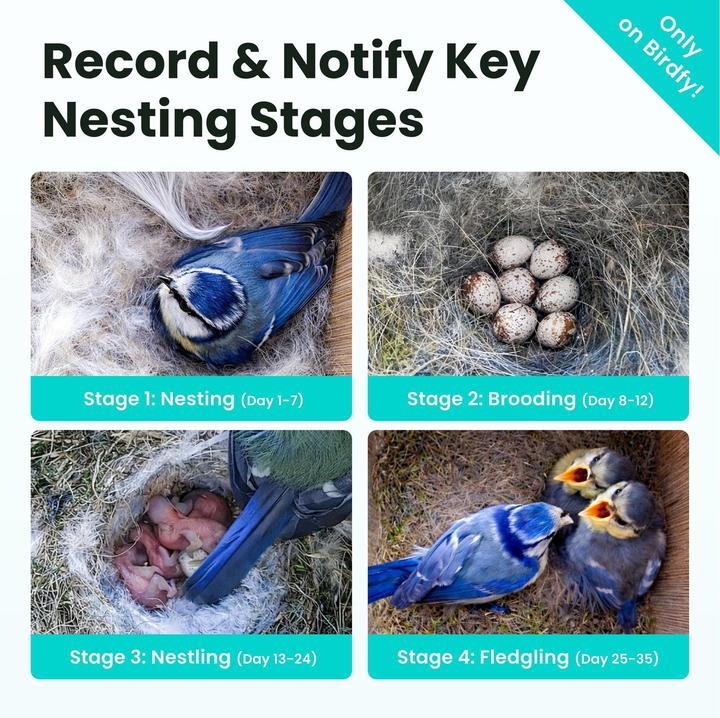 Actual product image Birdfy Nesting box with camera and solar