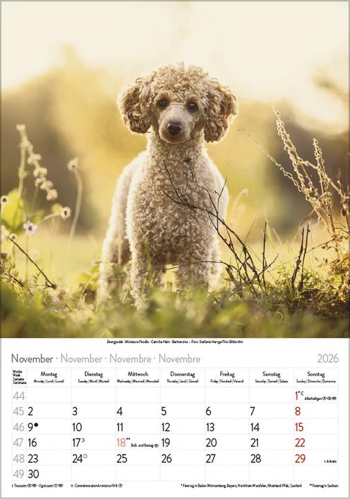 Image du produit Hunde 2026 (23,5 x 3 cm)