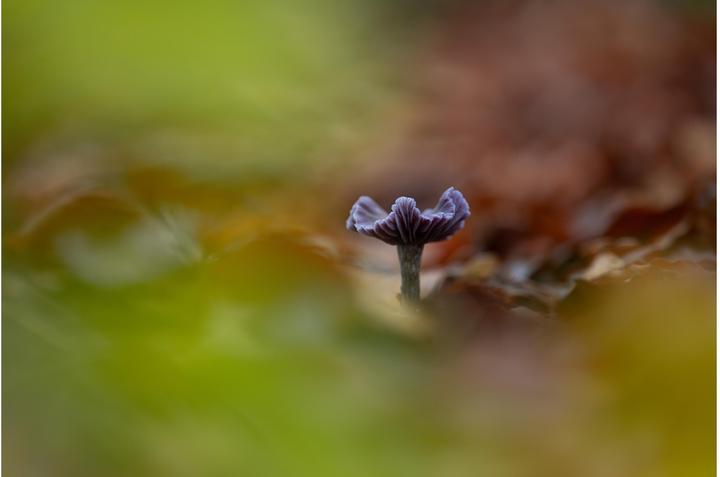 Actual product image Sigma 70-200mm F2.8 DG DN OS | Sports, Sony-E (Sony E, full size)